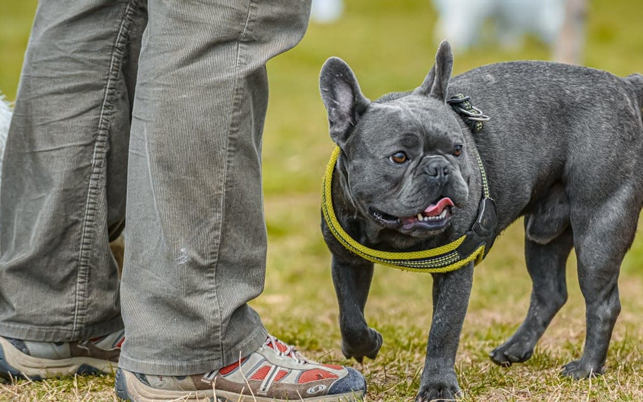 French Bulldog — gallery 2