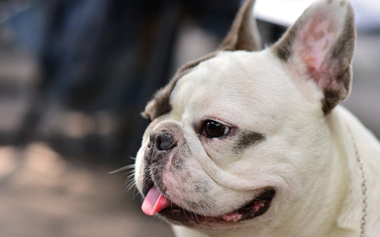 French Bulldog — gallery 3