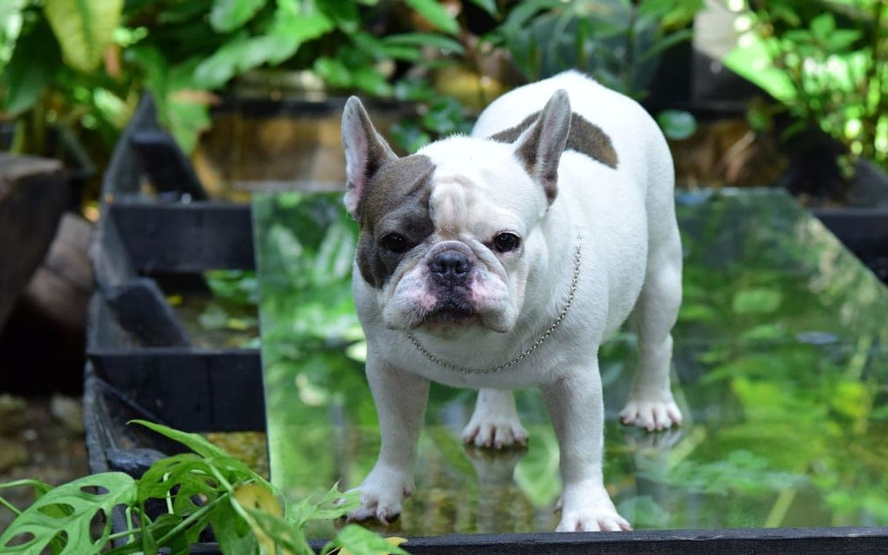 French Bulldog — gallery 5