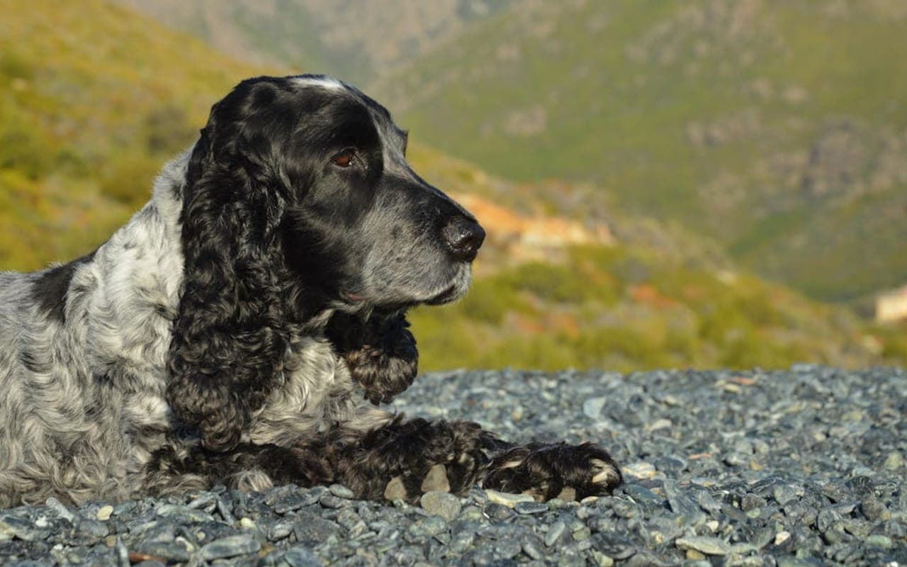 French Spaniel dog breed portrait
