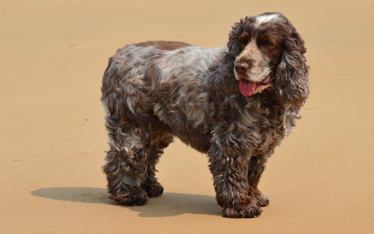 French Spaniel — gallery 2