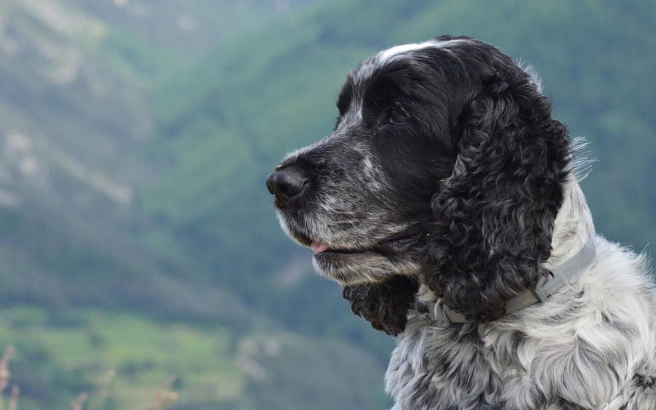 French Spaniel — gallery 3