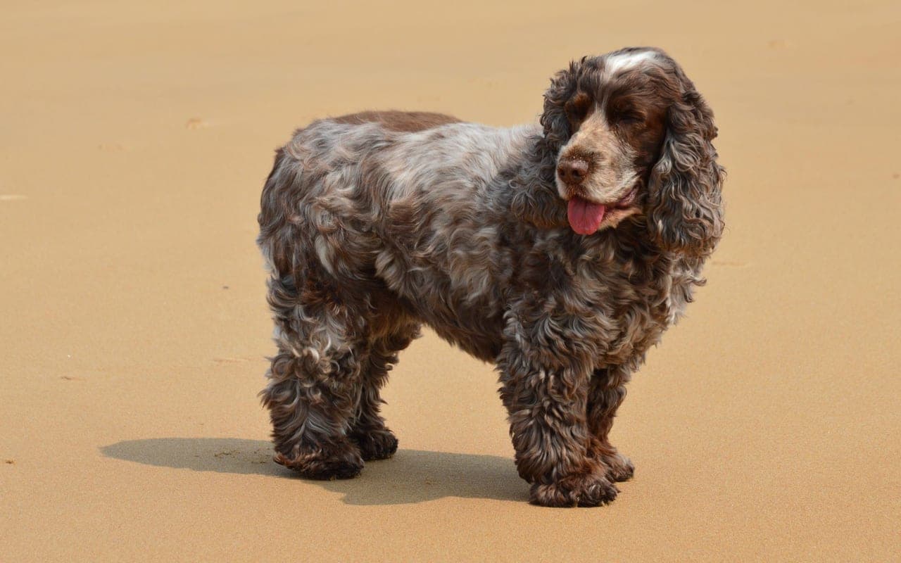 French Spaniel — photo by SlimMars 13 (Pexels)