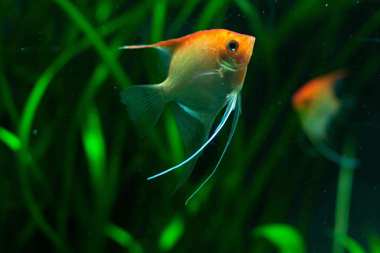 Freshwater Angelfish — Freshwater Angelfish — photo by Shamsuri Azmi (Pexels)