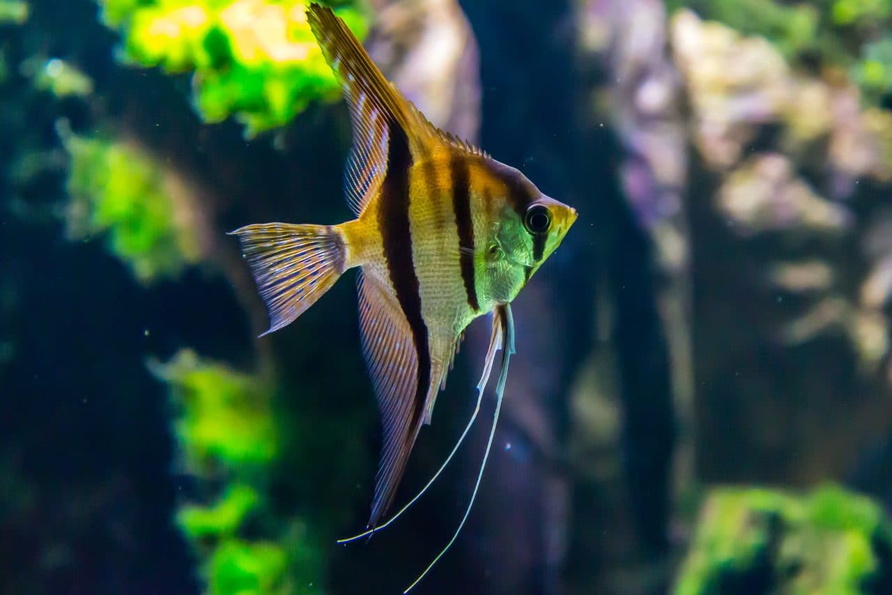 Freshwater Angelfish — Freshwater Angelfish — photo by Fahad AlAni (Pexels)