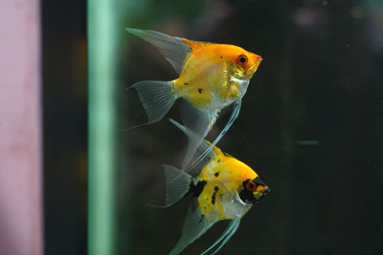 Freshwater Angelfish — Freshwater Angelfish — photo by Kostiantyn Klymovets (Pexels)