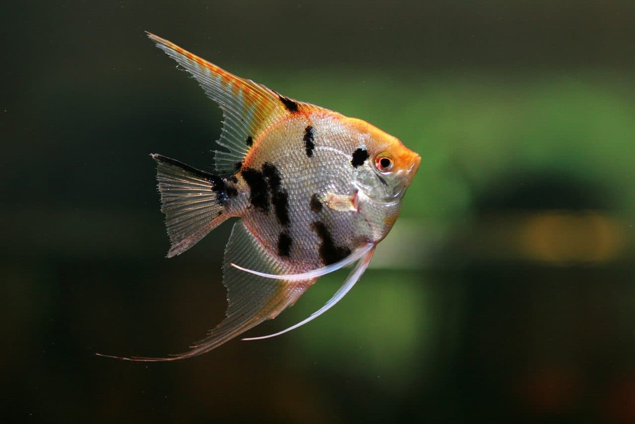 Freshwater Angelfish — Freshwater Angelfish — photo by Jeffry Surianto (Pexels)