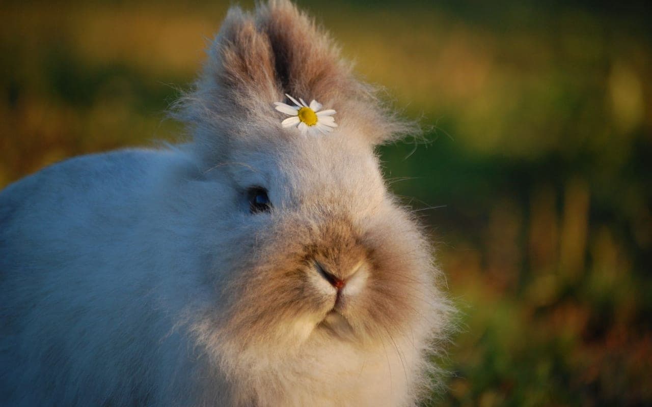 German Angora — photo by Riika J