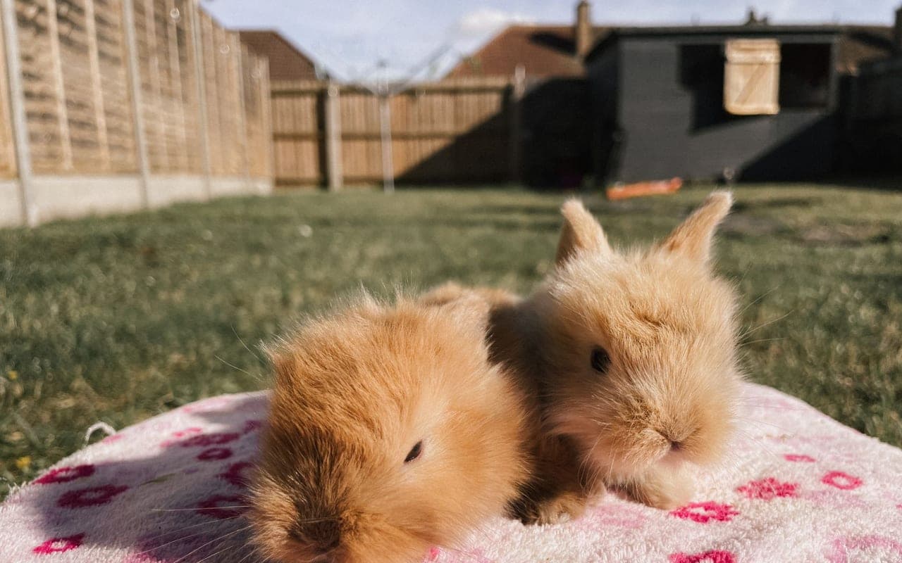 German Angora — photo by Courtney Bayliss