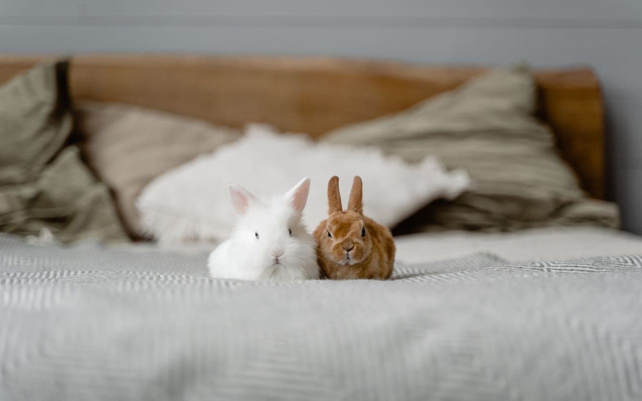 German Angora — photo by Tima Miroshnichenko