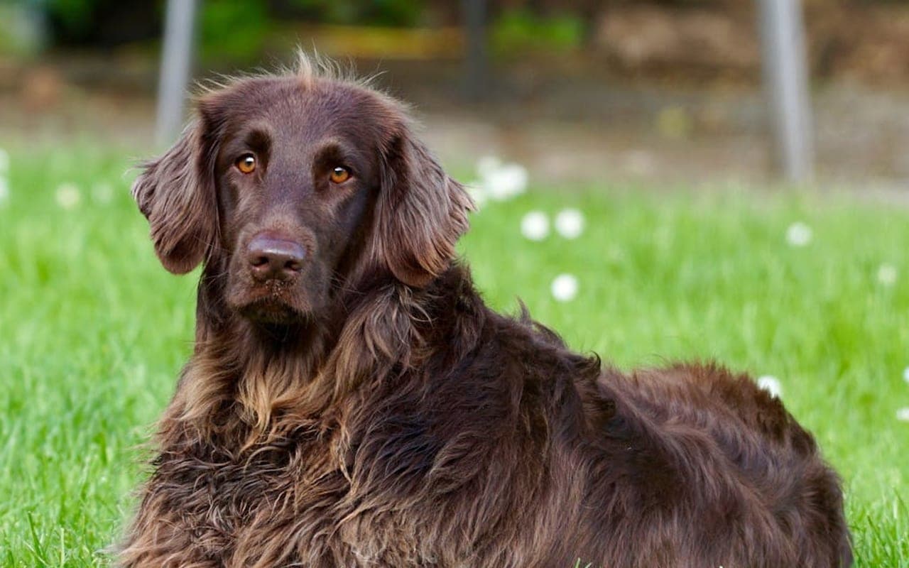 German Longhaired Pointer dog breed portrait