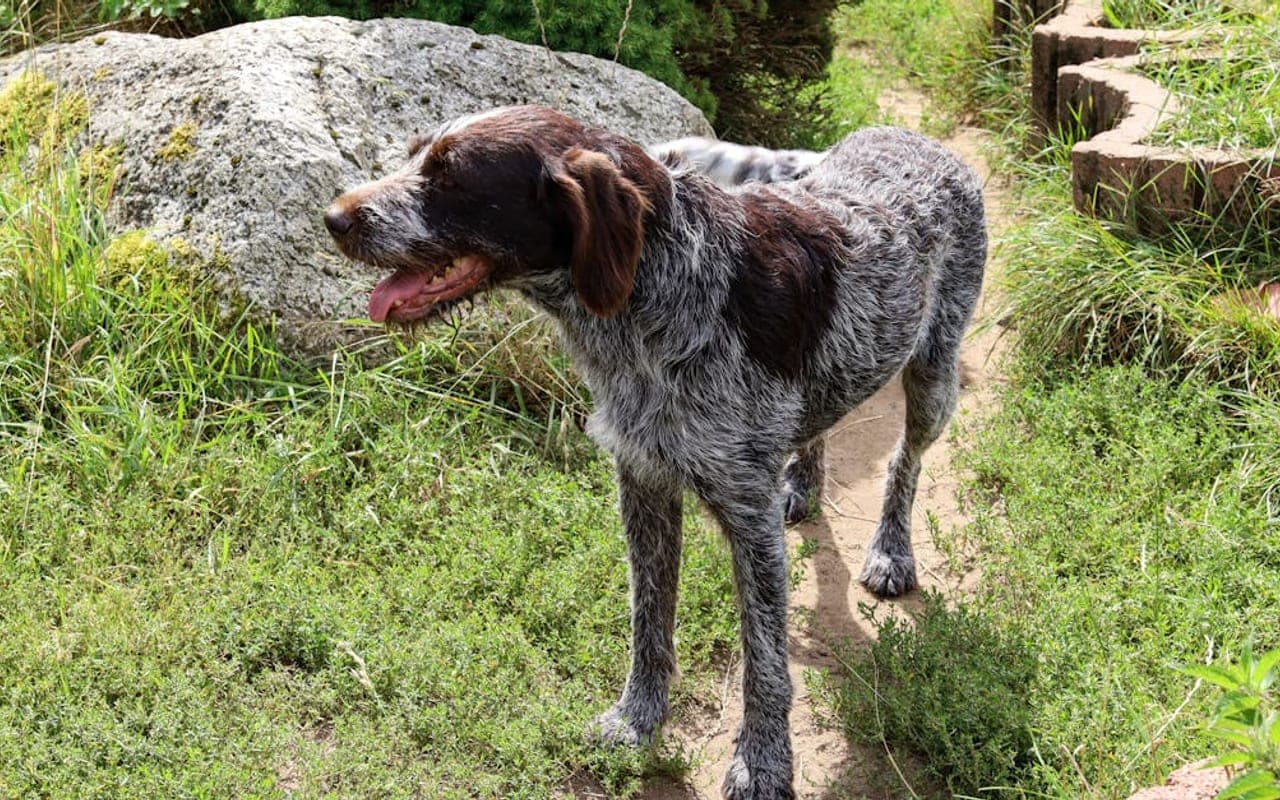 German Longhaired Pointer — gallery 2