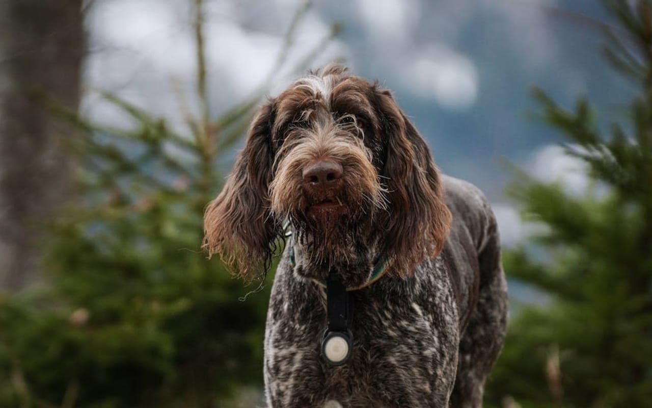 German Longhaired Pointer — gallery 3
