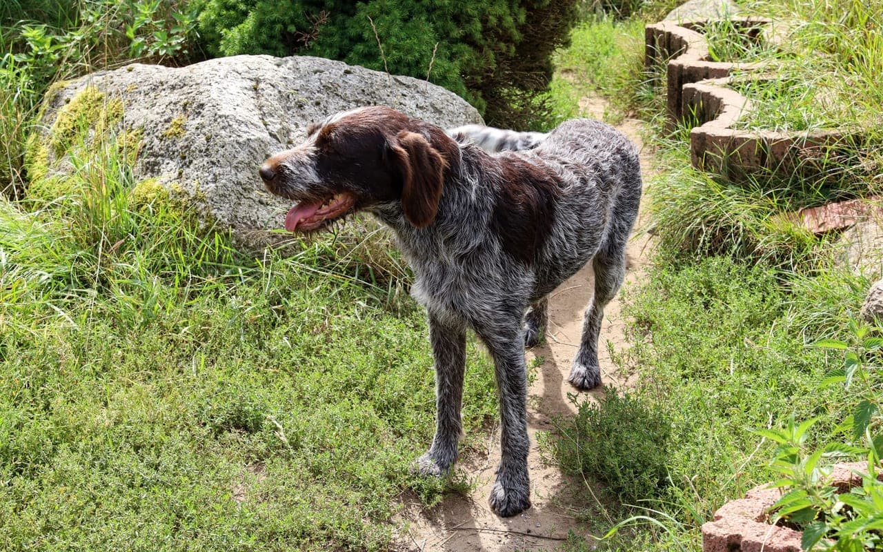German Longhaired Pointer — photo by Andrzej Dworakowski (Pexels)
