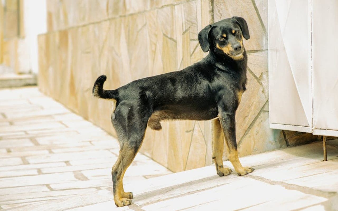 German Pinscher