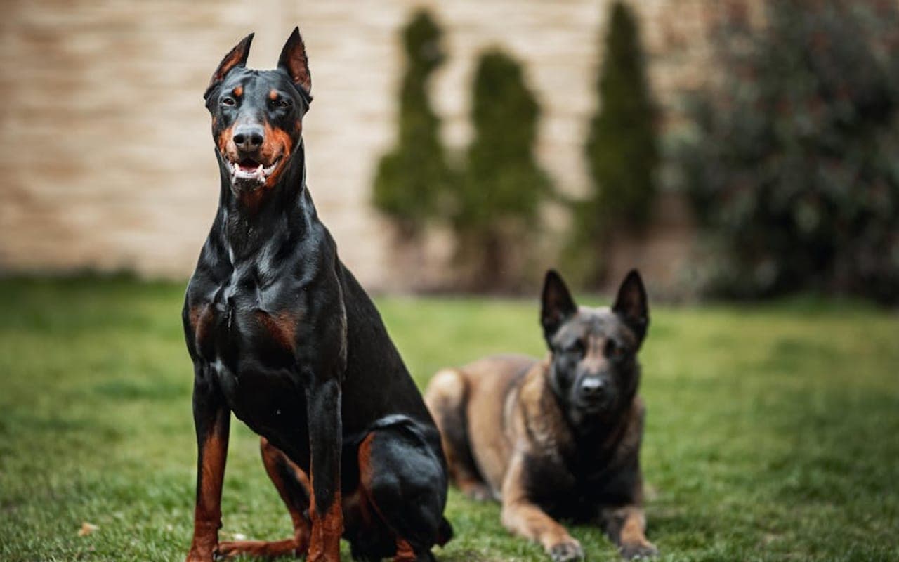 German Pinscher — gallery 2