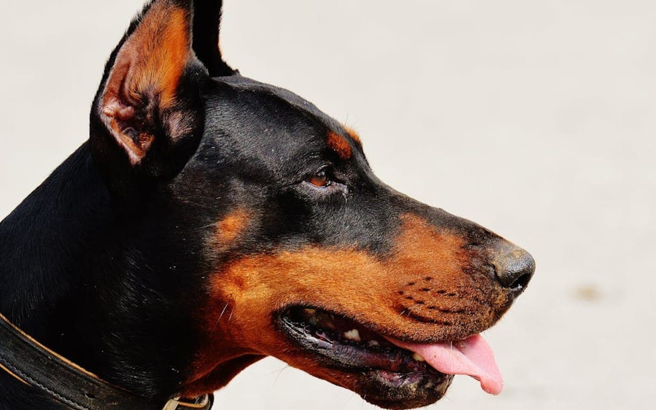 German Pinscher — gallery 3