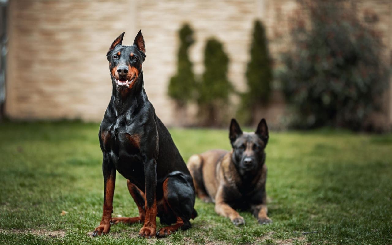 German Pinscher — photo by Jozef Fehér (Pexels)