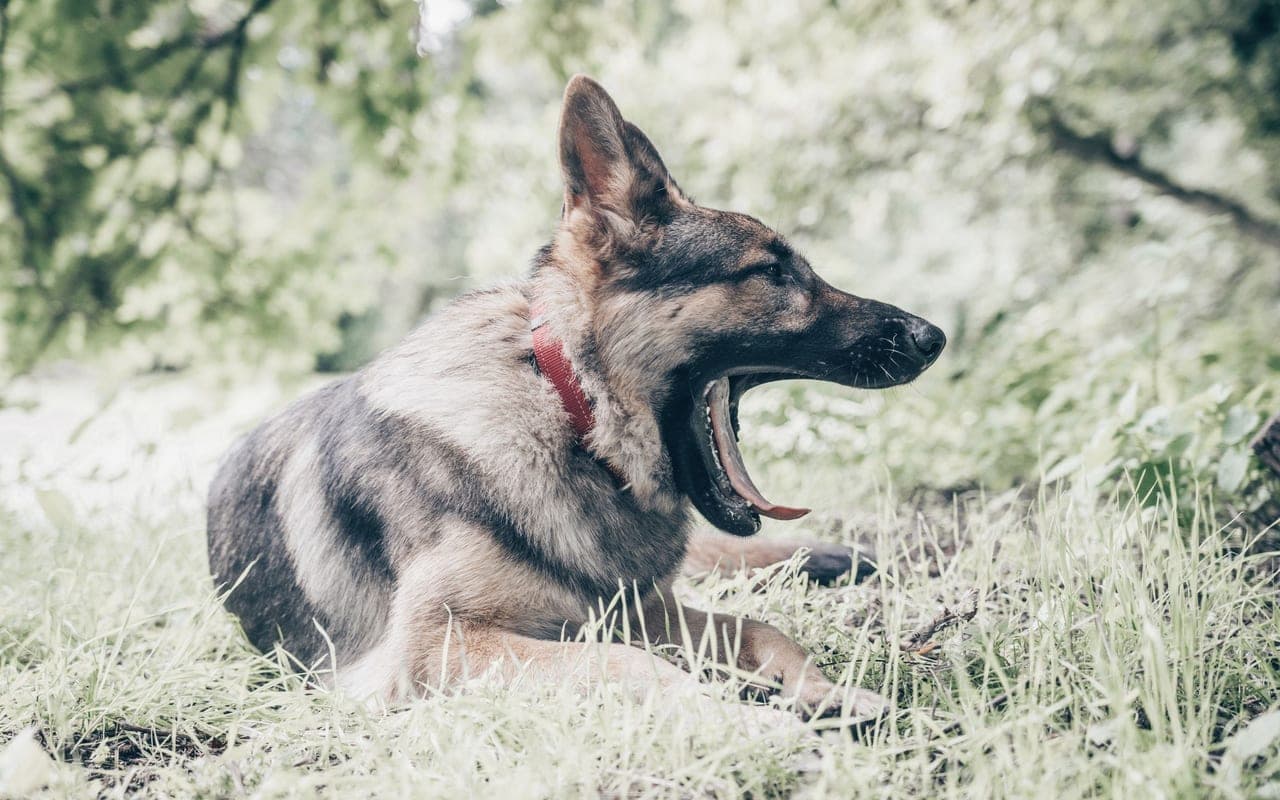 German Shepherd dog breed
