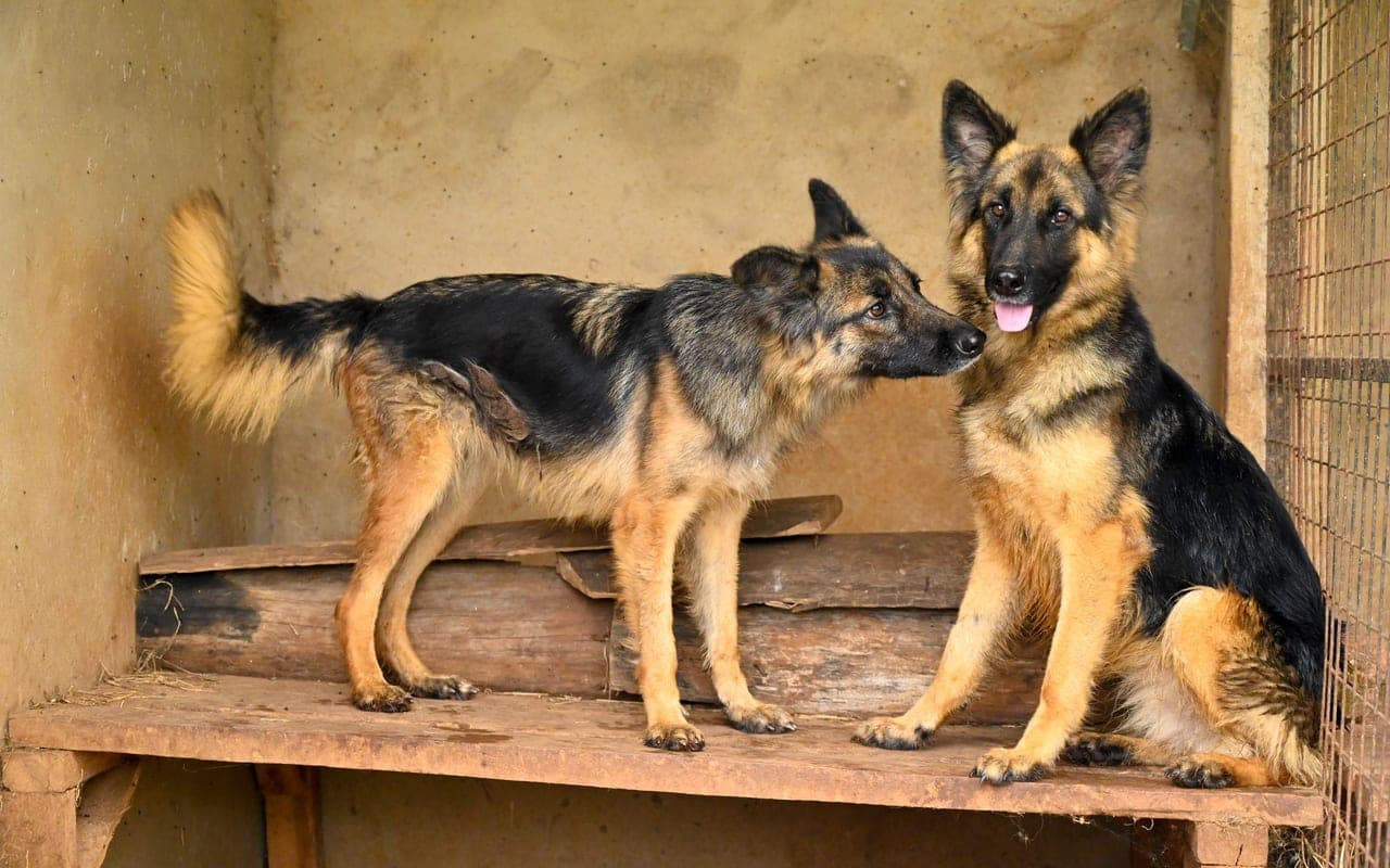German Shepherd — photo by Dunmarx Photography (Pexels)
