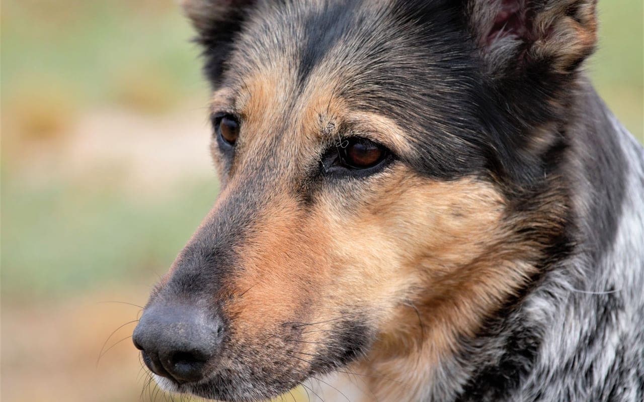 German Shepherd — photo by Alessandro Ceracchi (Pexels)