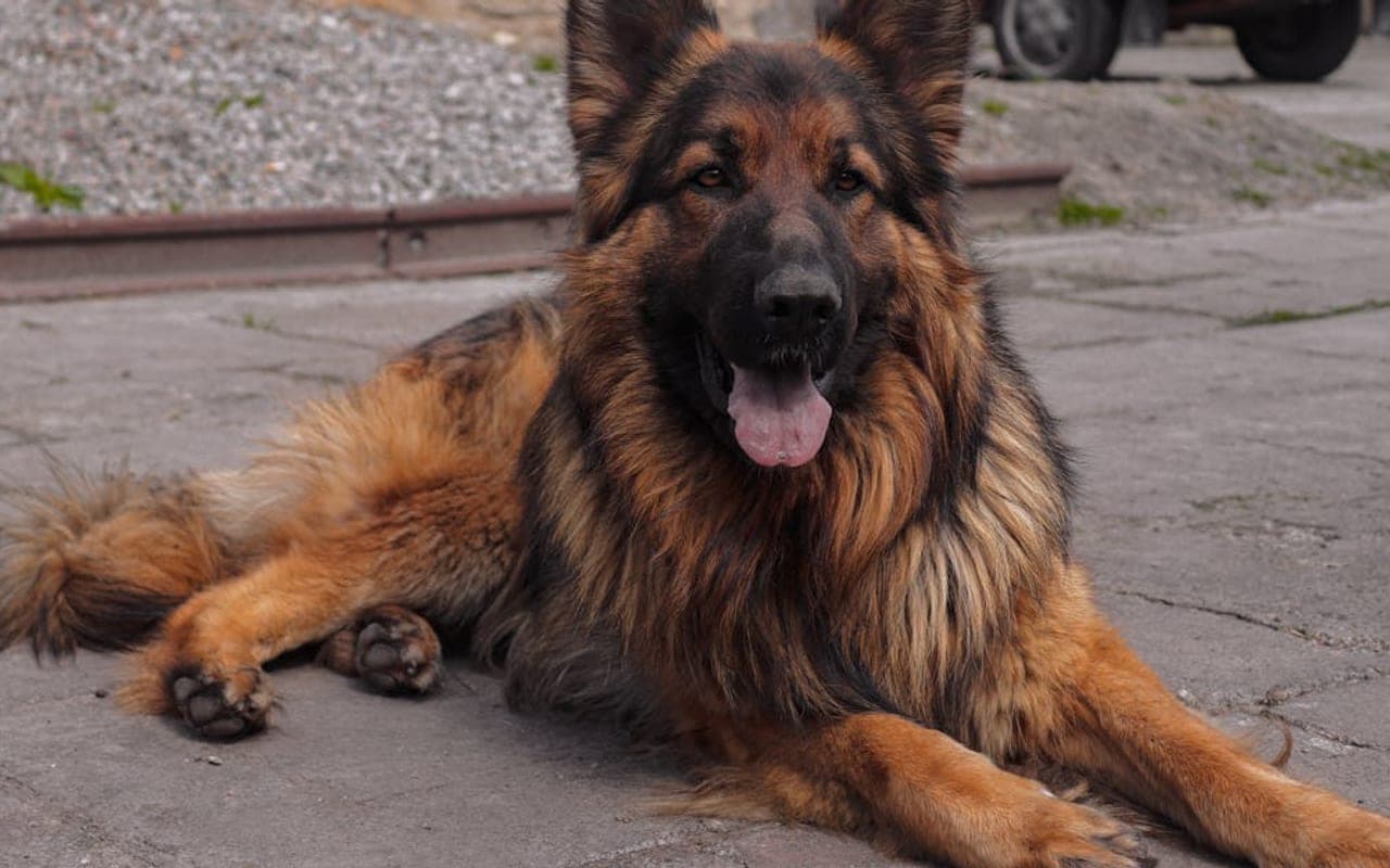 German Shepherd — gallery 4