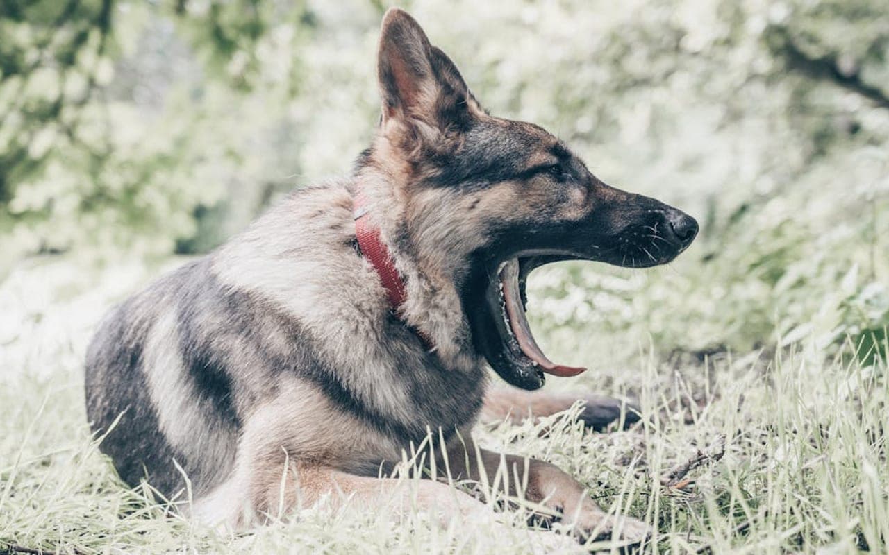 German Shepherd — gallery 5