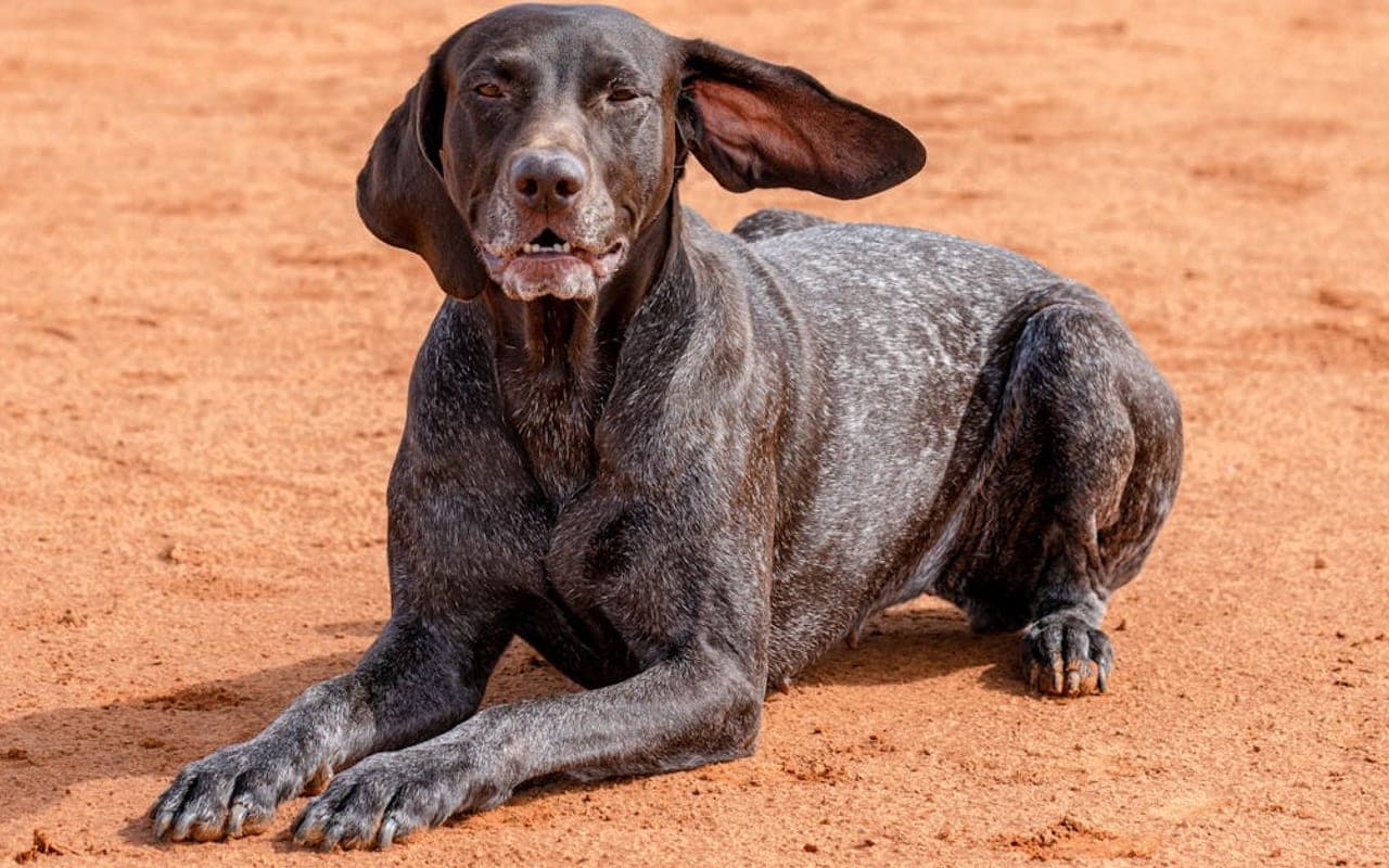 German Shorthaired Pointer dog breed