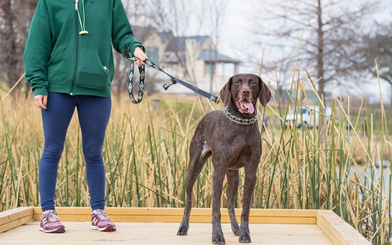 German Shorthaired Pointer — gallery 2