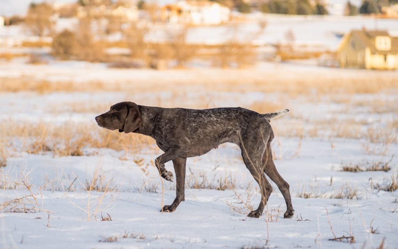 German Shorthaired Pointer — gallery 3