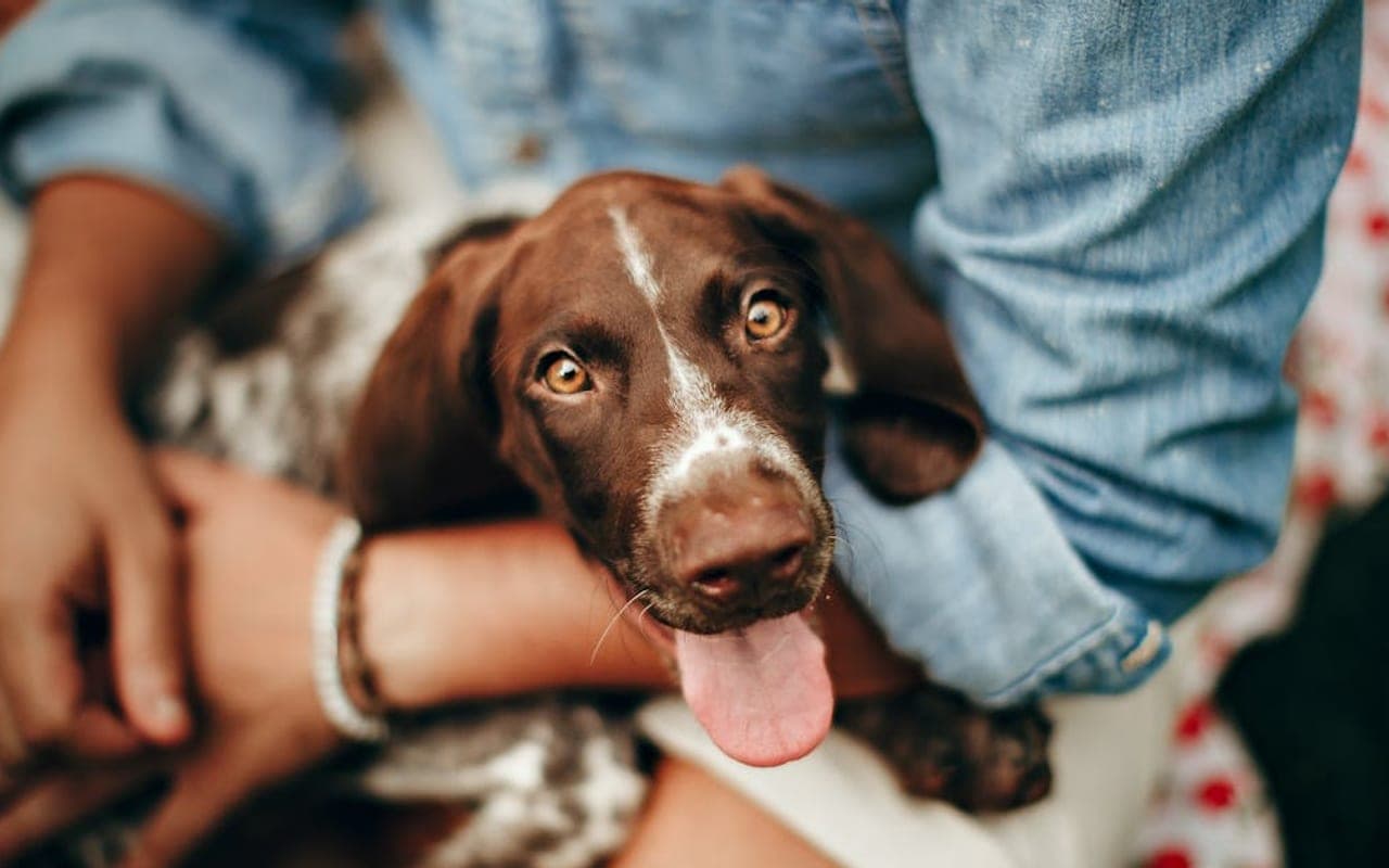German Shorthaired Pointer — gallery 4