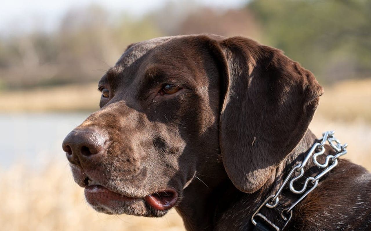 German Shorthaired Pointer — gallery 5