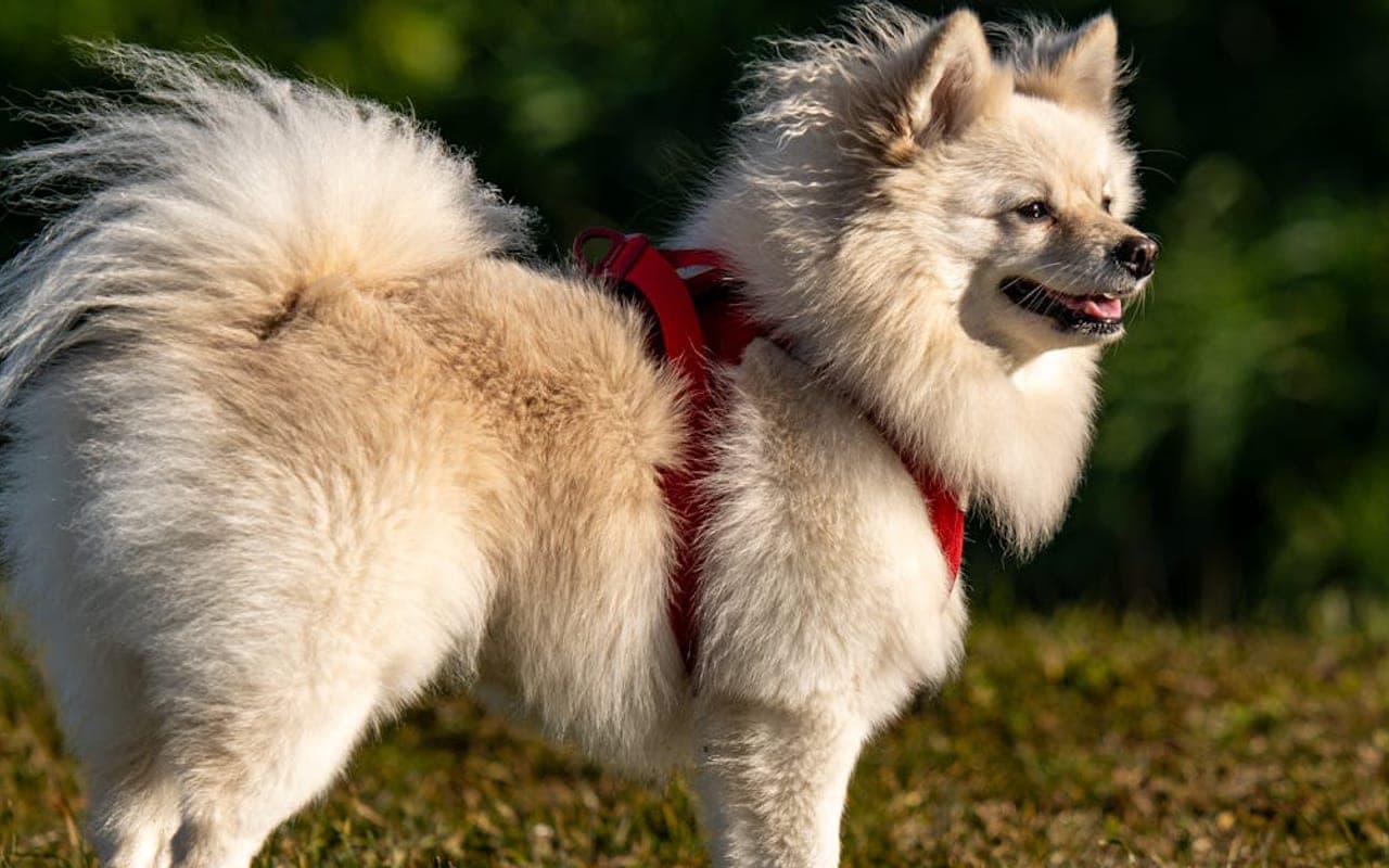 German Spitz dog breed