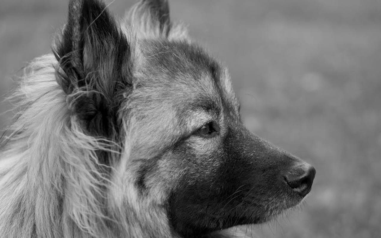 German Spitz — gallery 2
