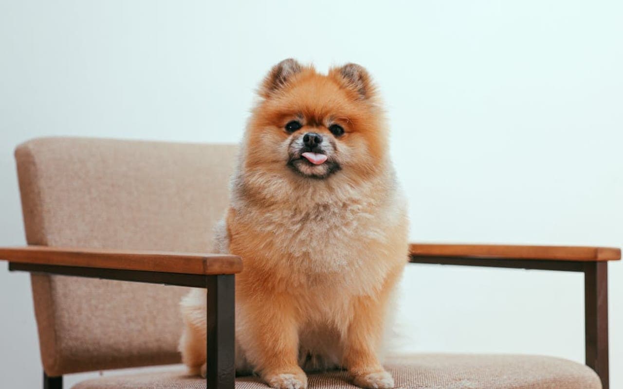 German Spitz — gallery 3
