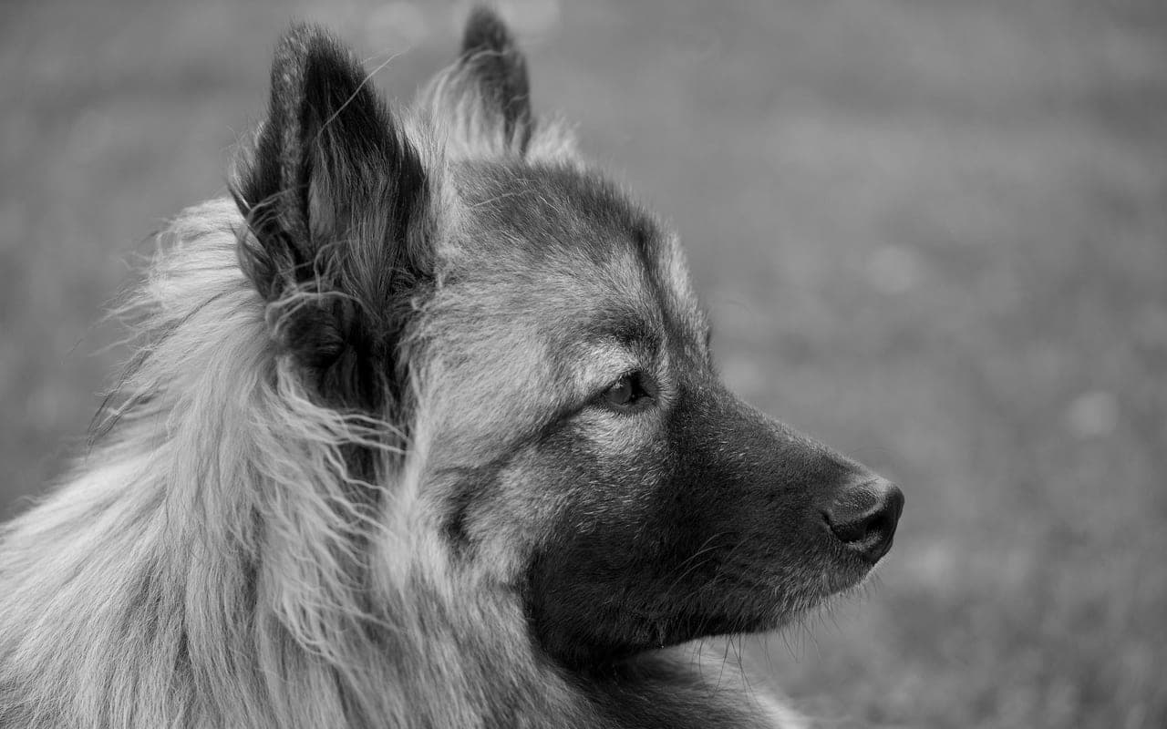 German Spitz — photo by Fez Brook (Pexels)