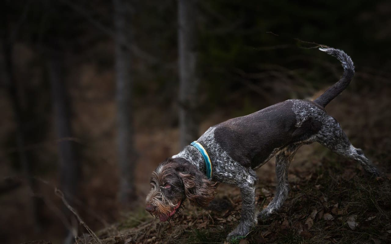 German Wirehaired Pointer — photo by Andreas Schnabl (Pexels)