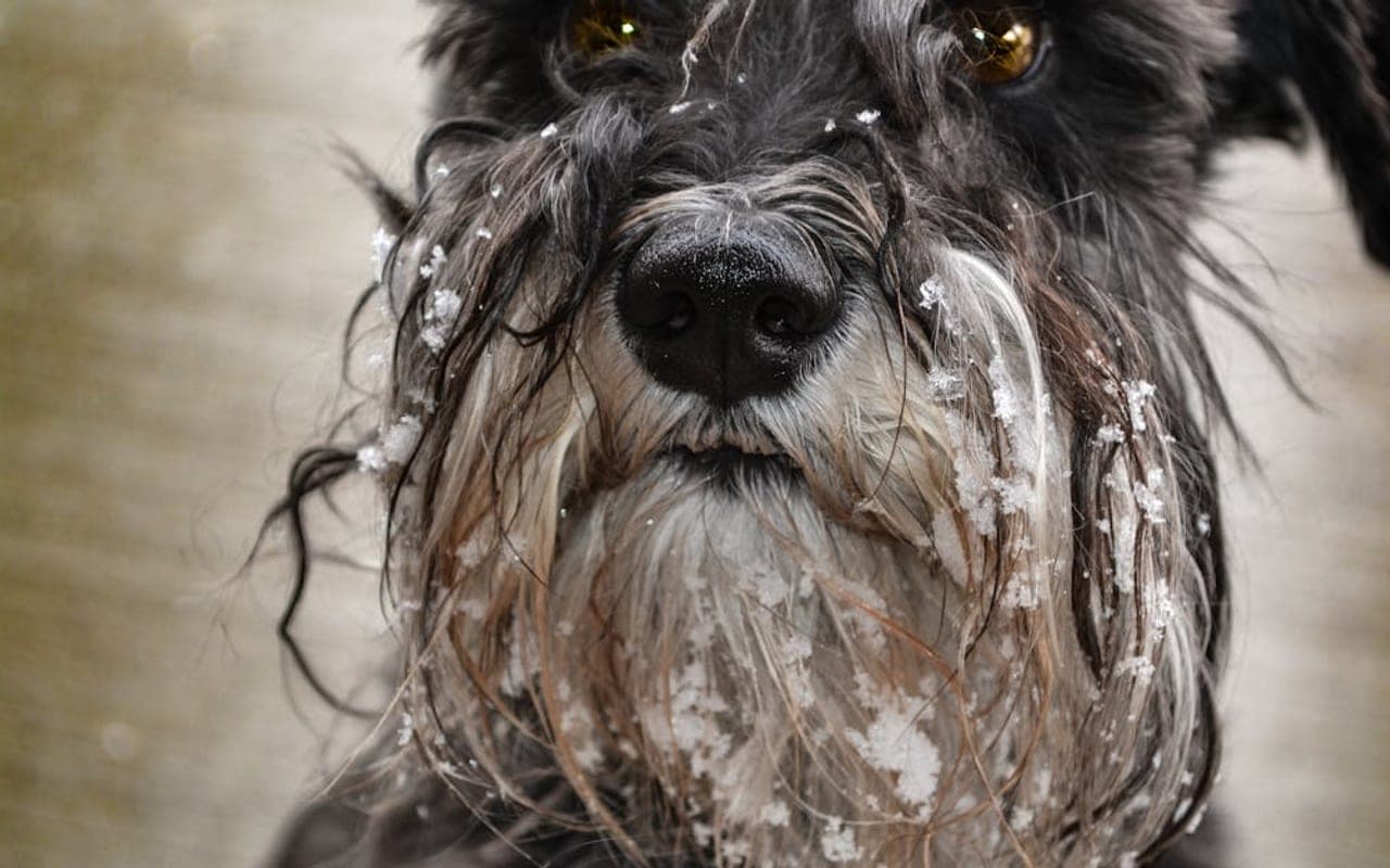 Giant Schnauzer