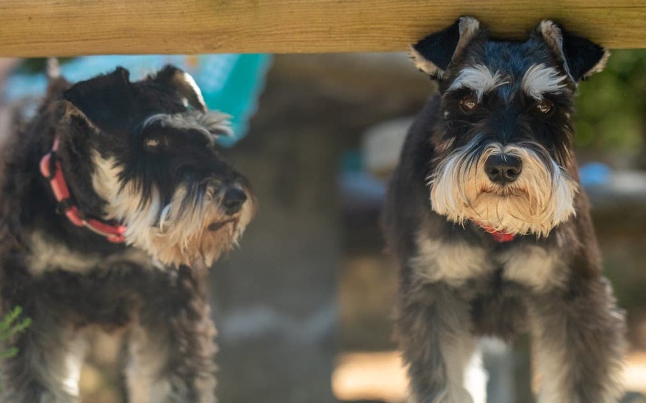 Giant Schnauzer — gallery 2