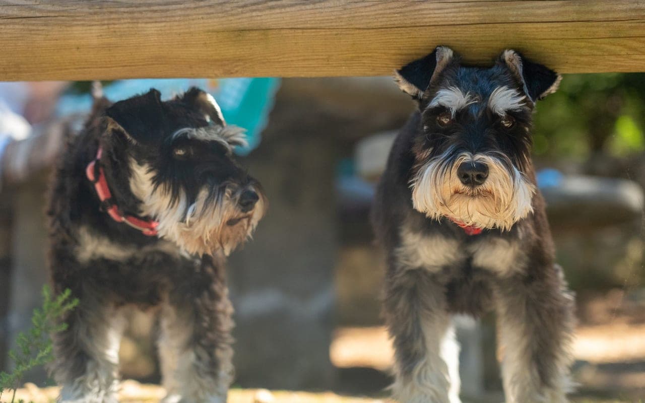 Giant Schnauzer — photo by Atlantic Ambience (Pexels)