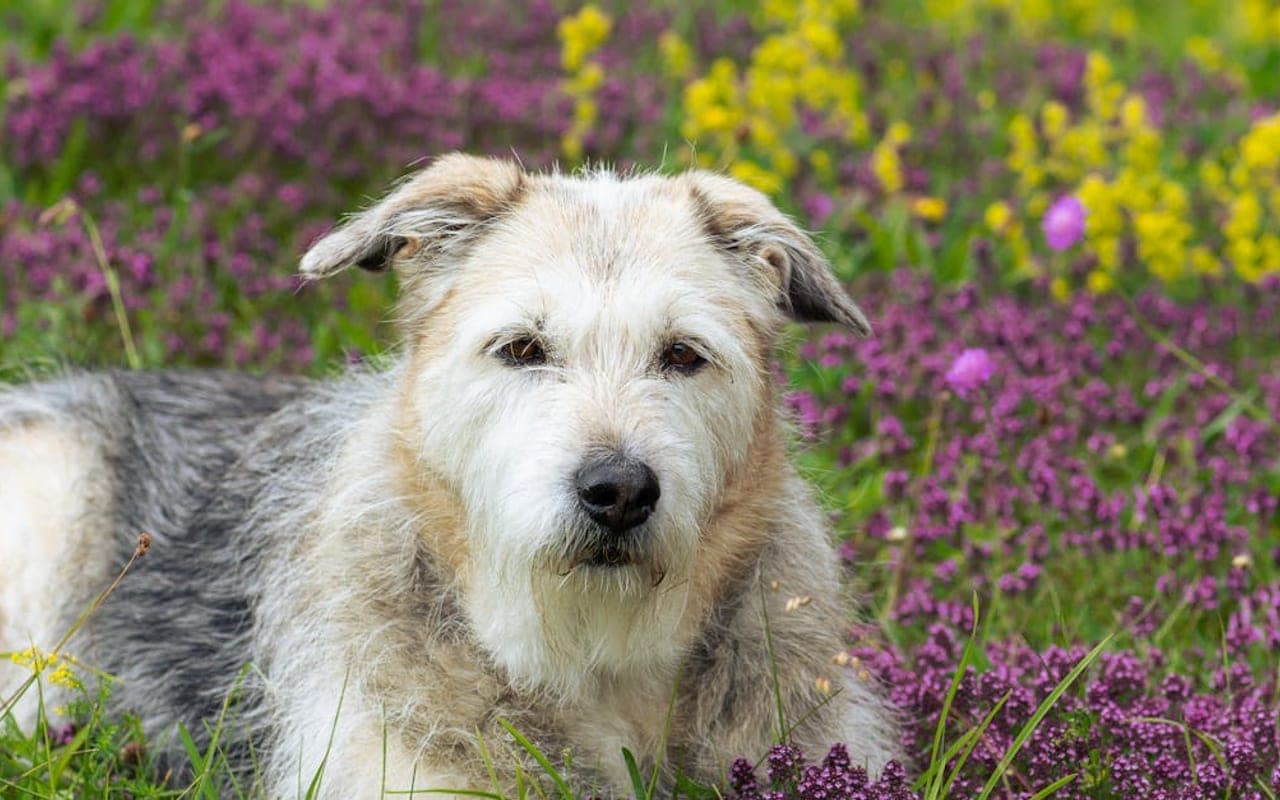 Glen of Imaal Terrier