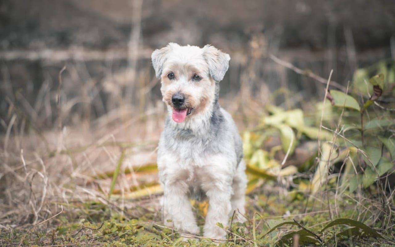 Glen of Imaal Terrier — gallery 2