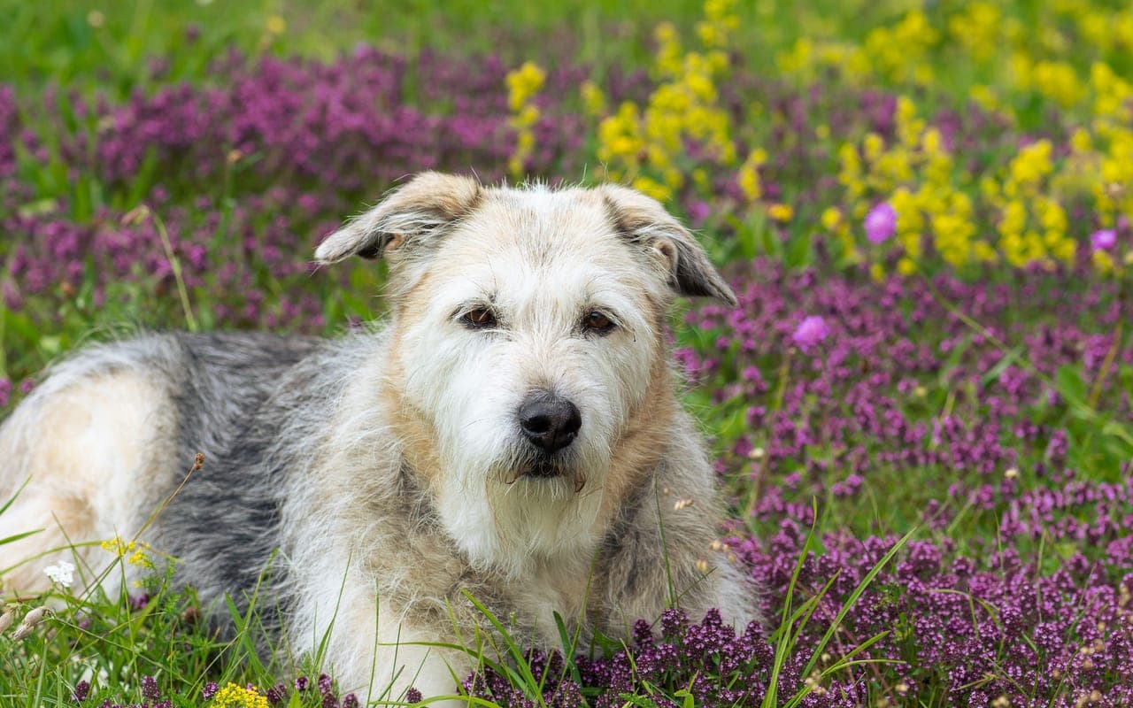 Glen of Imaal Terrier — photo by Willfried Wende (Pexels)