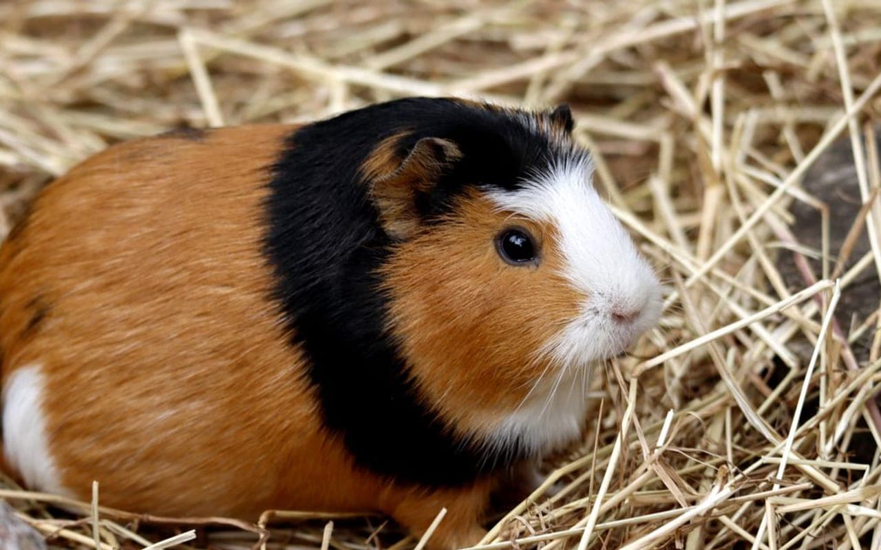 Coronet guinea pig breed