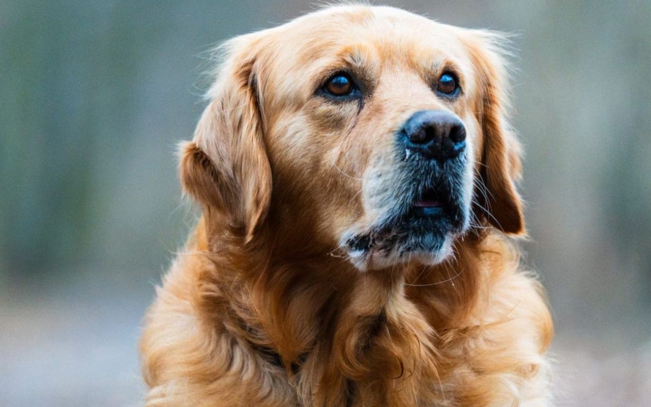 Golden Retriever dog breed