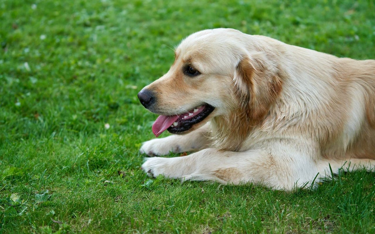 Golden Retriever — photo by Barnabas Davoti (Pexels)