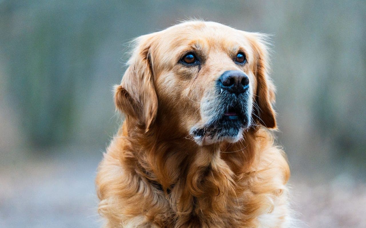 Golden Retriever — photo by Masood Aslami (Pexels)