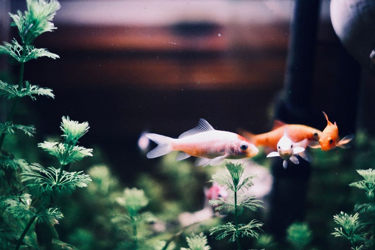 Goldfish — Goldfish — photo by Nguyễn Khánh (Pexels)