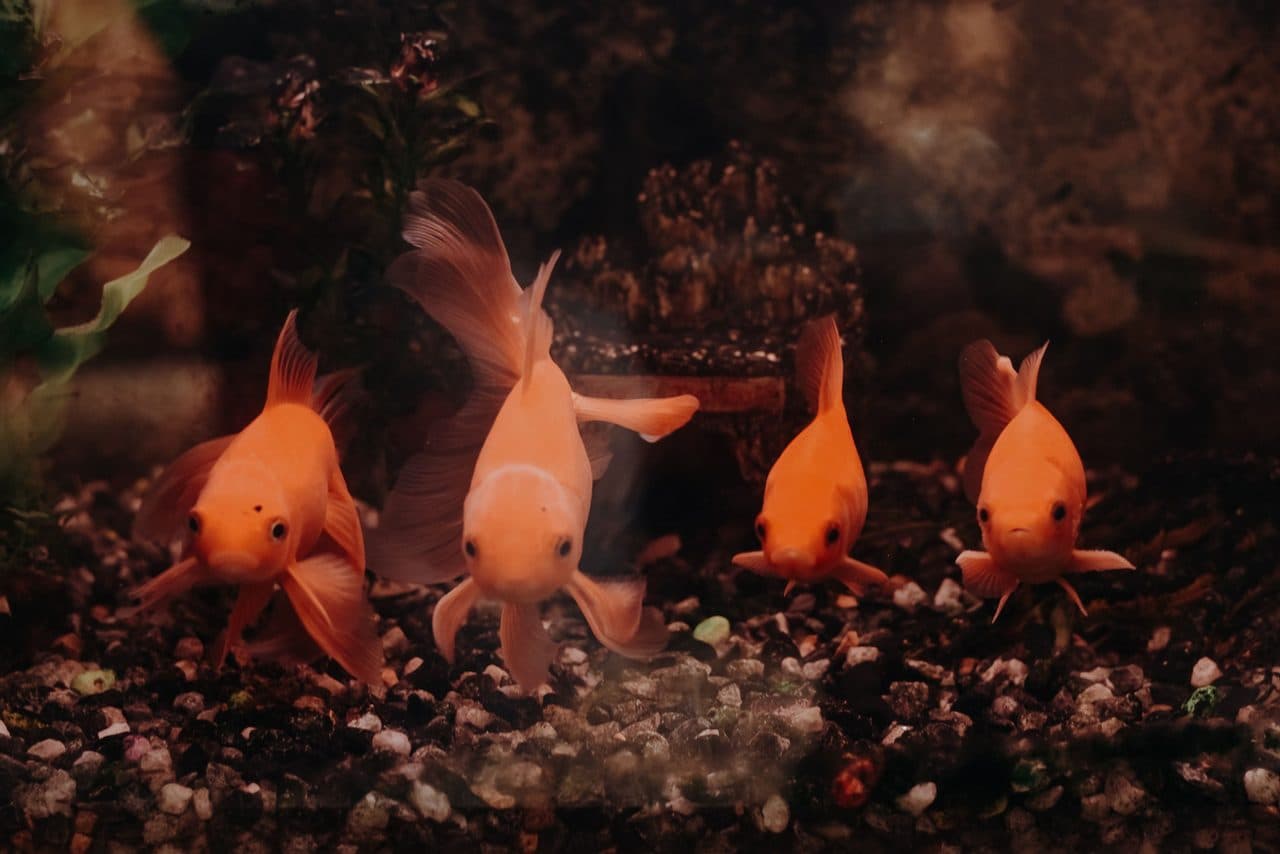 Goldfish — Goldfish — photo by kabita Darlami (Pexels)