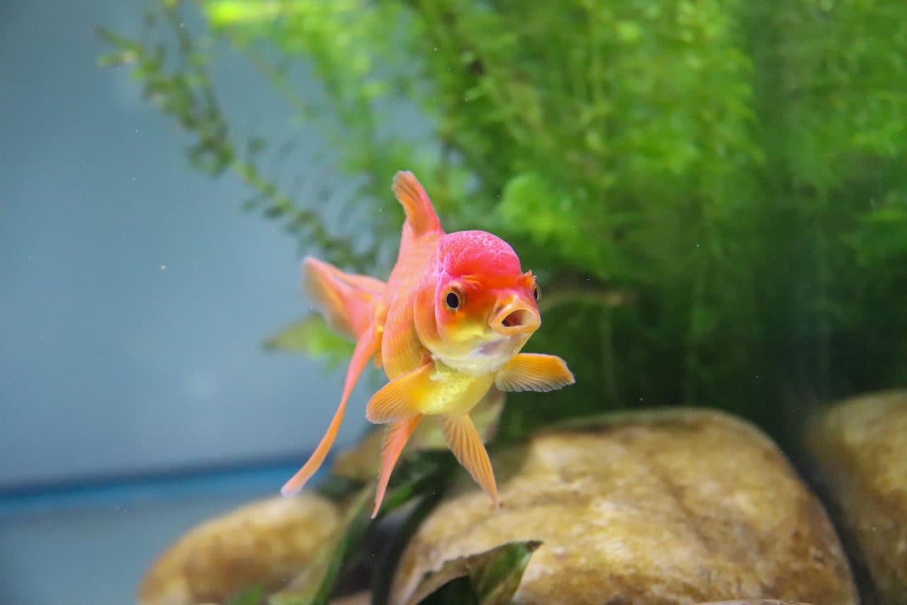 Goldfish — Goldfish — photo by Mascha Hesselink (Pexels)